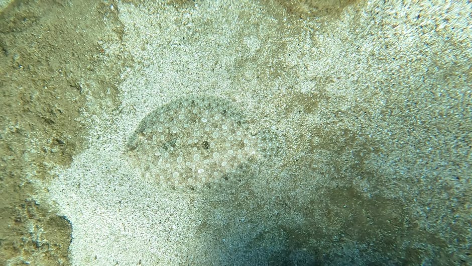 A close-up image of a circular egg case attached to a sandy underwater surface, with small white spots and patterns. The surrounding area features fine sand and textured substrate, showcasing a marine