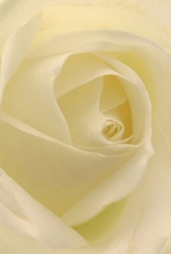 This stunning close-up captures the soul of a rose, each ivory petal swirling inward like the gentle currents of West Heath's familiar streams, reflecting the area's natural serenity. The petals are velvety and nearly translucent, creating an open invitation to touch and explore their softness. Cream and pale lemon hues blend beneath soft, diffused light, giving the bloom a quiet elegance that resonates with the calm spirit of West Heath. Perfect for moments of subdued celebration, tender affection, or marking a special anniversary, the balanced form of this rose and the subtle sweet scent evoke grace and comfort-the same feelings that come with receiving a thoughtfully arranged bouquet from West Heath's expert local florists. Every curve, every shadow in the flower's heart, is a tribute to skilled hands and the enduring beauty of nature delivered fresh to homes across West Heath.